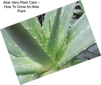 Aloe Vera Plant Care – How To Grow An Aloe Plant