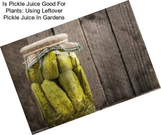 Is Pickle Juice Good For Plants: Using Leftover Pickle Juice In Gardens