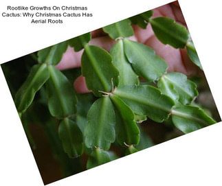 Rootlike Growths On Christmas Cactus: Why Christmas Cactus Has Aerial Roots