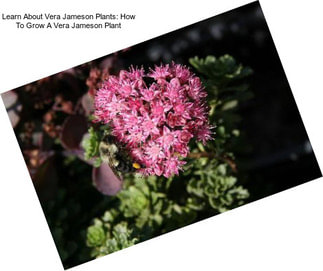 Learn About Vera Jameson Plants: How To Grow A Vera Jameson Plant