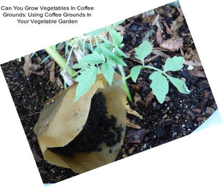 Can You Grow Vegetables In Coffee Grounds: Using Coffee Grounds In Your Vegetable Garden