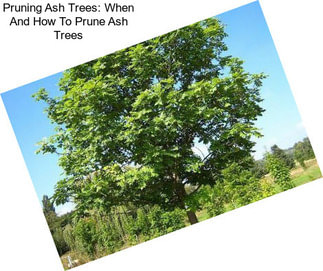 Pruning Ash Trees: When And How To Prune Ash Trees