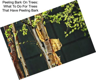 Peeling Bark On Trees: What To Do For Trees That Have Peeling Bark