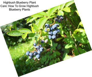 Highbush Blueberry Plant Care: How To Grow Highbush Blueberry Plants