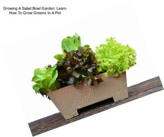 Growing A Salad Bowl Garden: Learn How To Grow Greens In A Pot