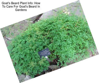 Goat\'s Beard Plant Info: How To Care For Goat\'s Beard In Gardens