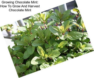 Growing Chocolate Mint: How To Grow And Harvest Chocolate Mint