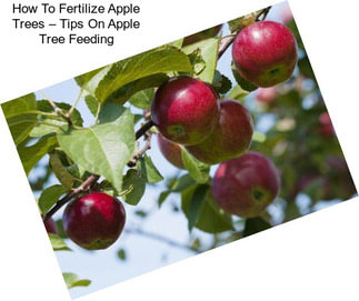 How To Fertilize Apple Trees – Tips On Apple Tree Feeding