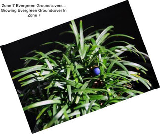 Zone 7 Evergreen Groundcovers – Growing Evergreen Groundcover In Zone 7