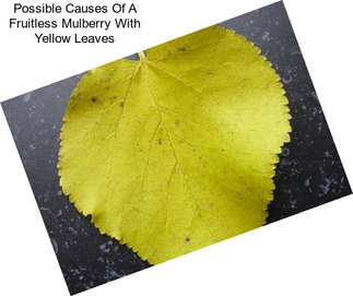 Possible Causes Of A Fruitless Mulberry With Yellow Leaves