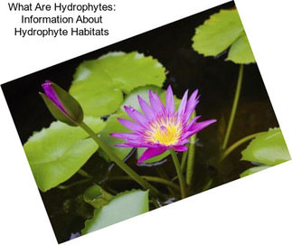 What Are Hydrophytes: Information About Hydrophyte Habitats