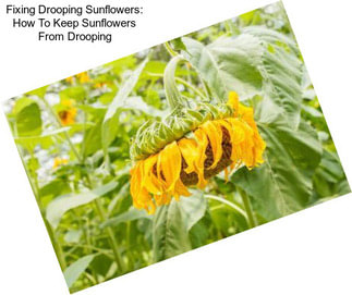 Fixing Drooping Sunflowers: How To Keep Sunflowers From Drooping