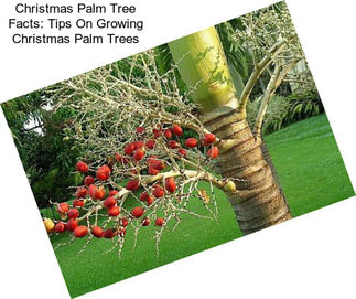 Christmas Palm Tree Facts: Tips On Growing Christmas Palm Trees