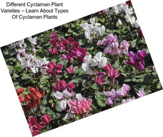 Different Cyclamen Plant Varieties – Learn About Types Of Cyclamen Plants