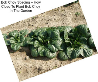Bok Choy Spacing – How Close To Plant Bok Choy In The Garden