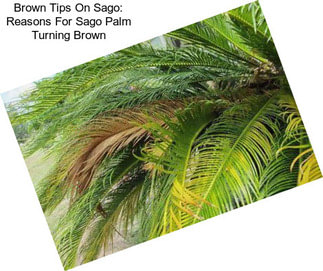 Brown Tips On Sago: Reasons For Sago Palm Turning Brown