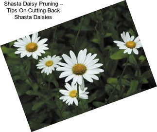 Shasta Daisy Pruning – Tips On Cutting Back Shasta Daisies