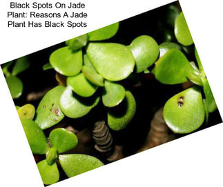 Black Spots On Jade Plant: Reasons A Jade Plant Has Black Spots