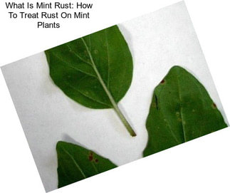 What Is Mint Rust: How To Treat Rust On Mint Plants