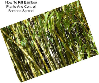 How To Kill Bamboo Plants And Control Bamboo Spread