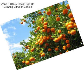 Zone 8 Citrus Trees: Tips On Growing Citrus In Zone 8