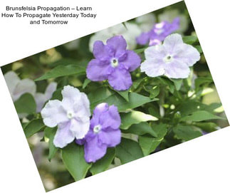 Brunsfelsia Propagation – Learn How To Propagate Yesterday Today and Tomorrow