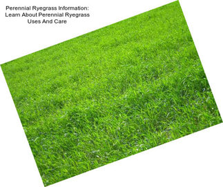 Perennial Ryegrass Information: Learn About Perennial Ryegrass Uses And Care