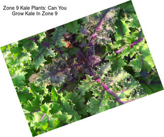 Zone 9 Kale Plants: Can You Grow Kale In Zone 9