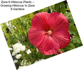 Zone 6 Hibiscus Plants – Growing Hibiscus In Zone 6 Gardens