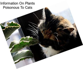 Information On Plants Poisonous To Cats