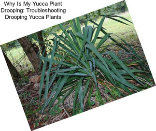 Why Is My Yucca Plant Drooping: Troubleshooting Drooping Yucca Plants