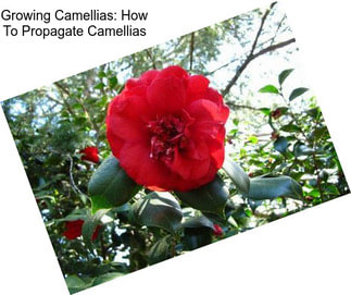 Growing Camellias: How To Propagate Camellias