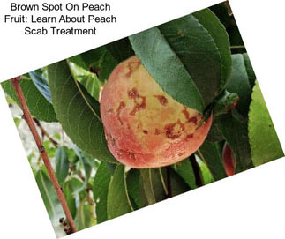 Brown Spot On Peach Fruit: Learn About Peach Scab Treatment