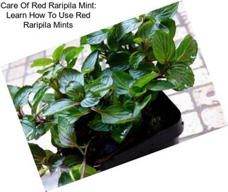 Care Of Red Raripila Mint: Learn How To Use Red Raripila Mints