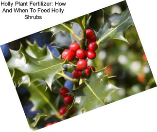 Holly Plant Fertilizer: How And When To Feed Holly Shrubs