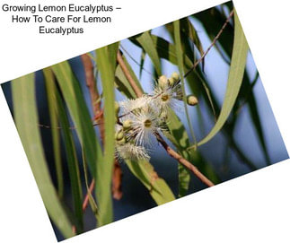 Growing Lemon Eucalyptus – How To Care For Lemon Eucalyptus