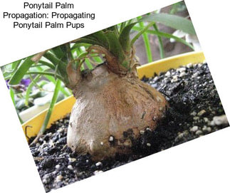 Ponytail Palm Propagation: Propagating Ponytail Palm Pups