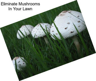 Eliminate Mushrooms In Your Lawn