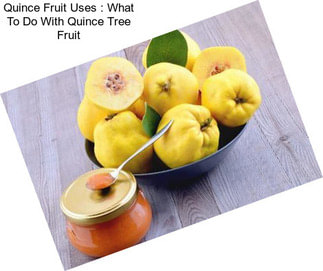 Quince Fruit Uses : What To Do With Quince Tree Fruit