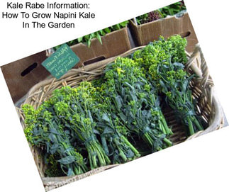 Kale Rabe Information: How To Grow Napini Kale In The Garden