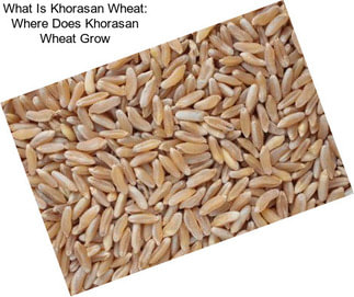 What Is Khorasan Wheat: Where Does Khorasan Wheat Grow