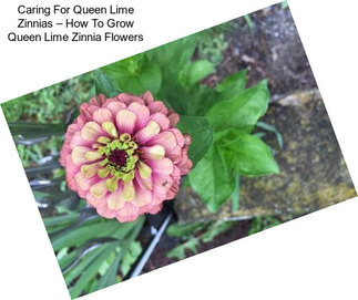 Caring For Queen Lime Zinnias – How To Grow Queen Lime Zinnia Flowers