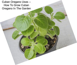 Cuban Oregano Uses – How To Grow Cuban Oregano In The Garden
