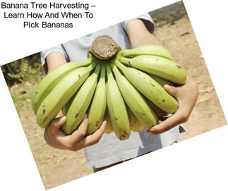 Banana Tree Harvesting – Learn How And When To Pick Bananas