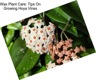 Wax Plant Care: Tips On Growing Hoya Vines
