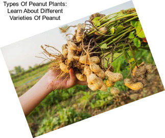 Types Of Peanut Plants: Learn About Different Varieties Of Peanut