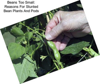 Beans Too Small: Reasons For Stunted Bean Plants And Pods