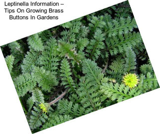 Leptinella Information – Tips On Growing Brass Buttons In Gardens