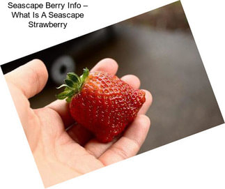 Seascape Berry Info – What Is A Seascape Strawberry