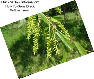 Black Willow Information: How To Grow Black Willow Trees